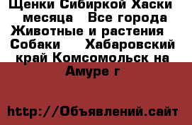 Щенки Сибиркой Хаски 2 месяца - Все города Животные и растения » Собаки   . Хабаровский край,Комсомольск-на-Амуре г.